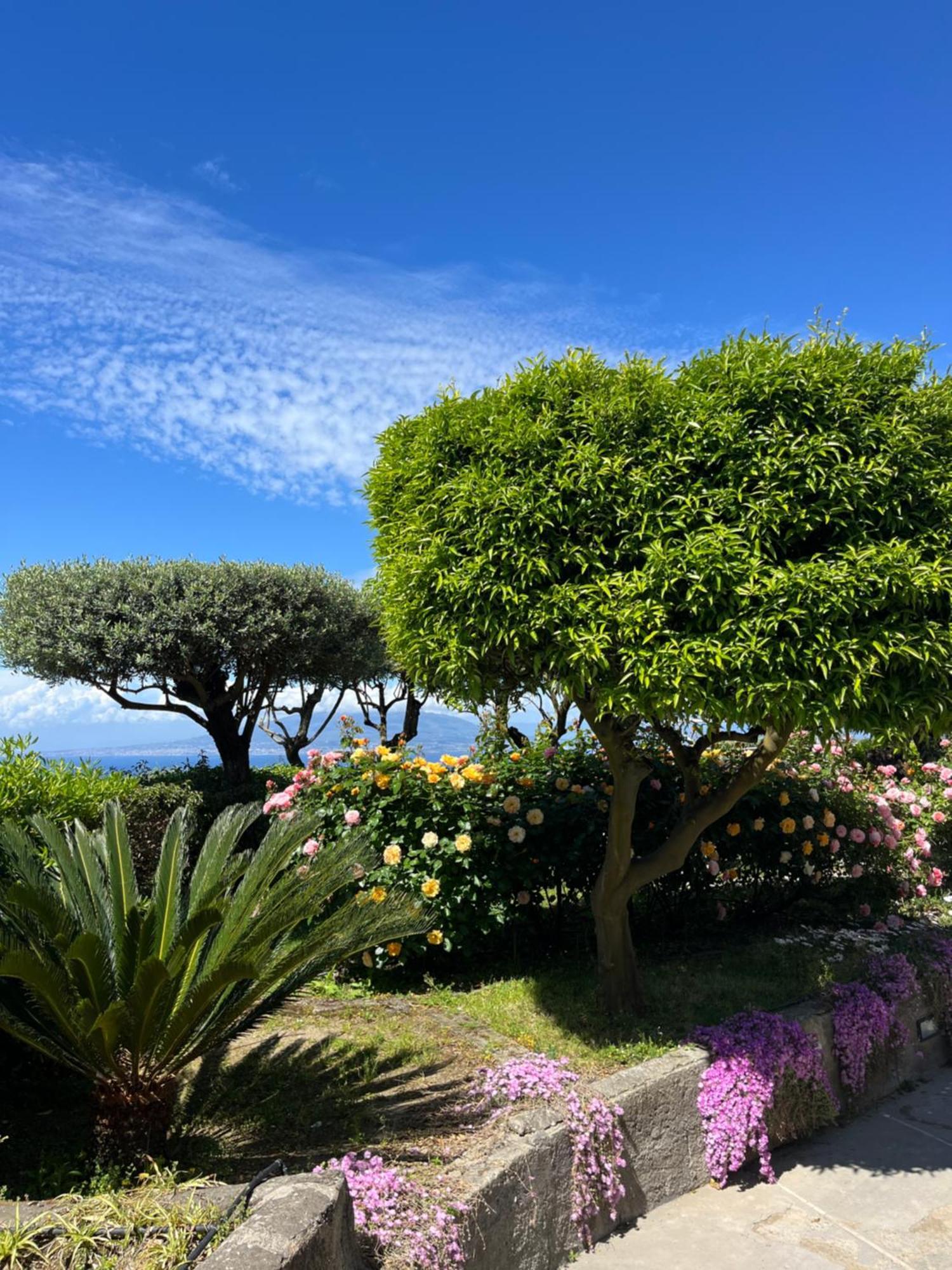 Hotel Sorrento Olive Tree Garden Exterior foto